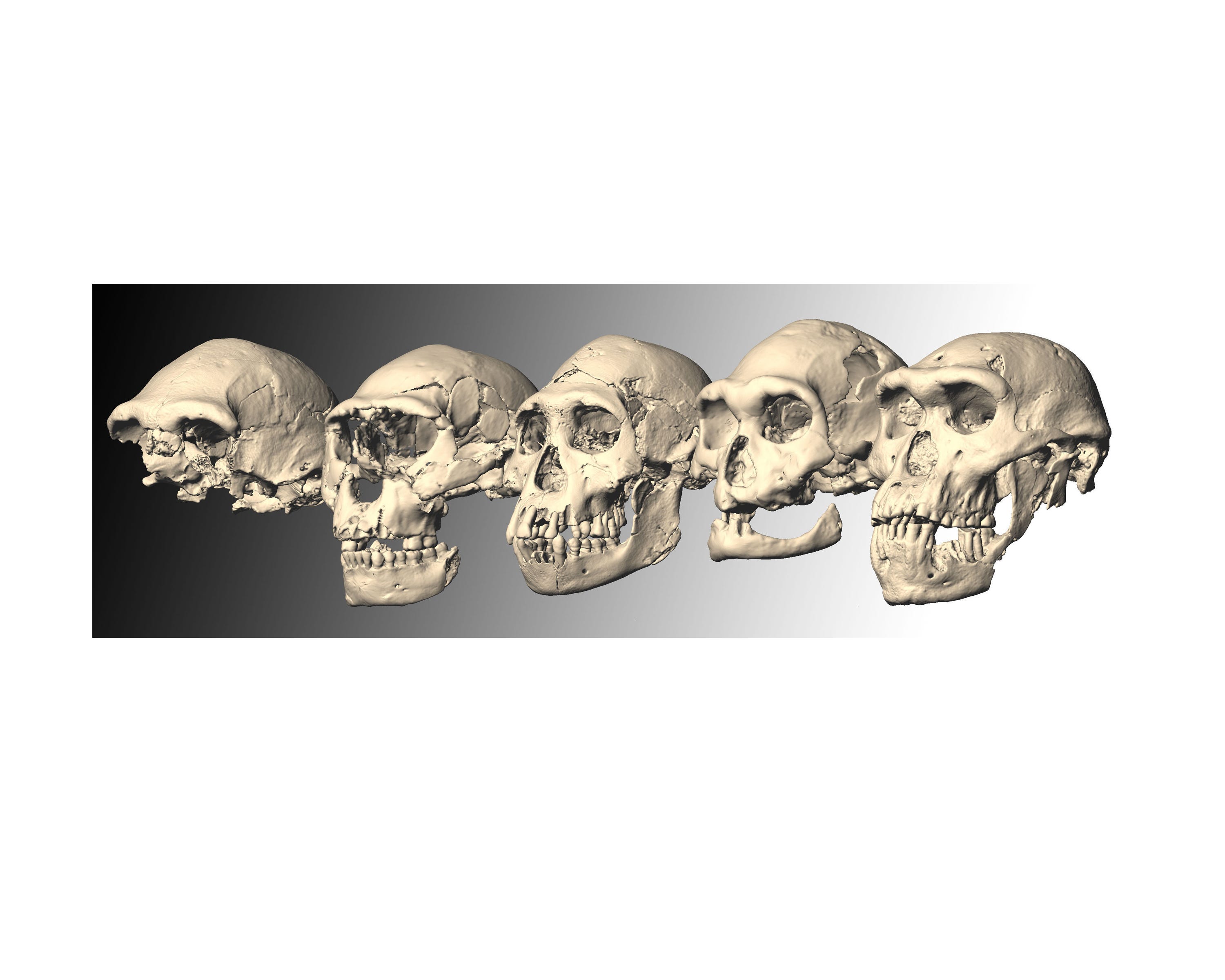 the first human race